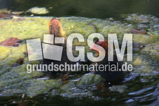 Blässhühner 036.jpg